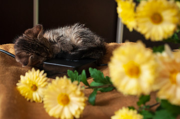 Beautiful tricolor kitten with blue eyes is sweetly laying on the gold bedcover and looking forward. Yellow flowers of chrysanthemum are around. Pet in the home