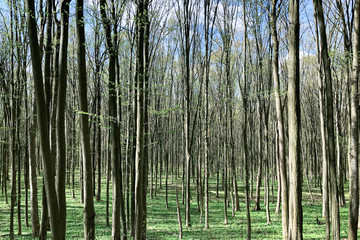 Fototapeta na wymiar Tree trunks in a calm forest. Awakening of spring, sunny day. The nature of Ukraine.