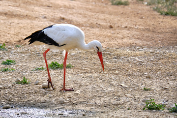Fotografia de una garza