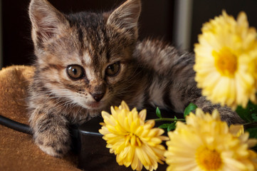 Beautiful tricolor kitten with blue eyes is sweetly laying on the gold bedcover and looking...