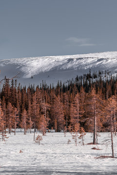 Nordic winter