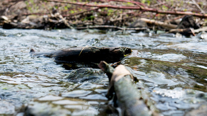 Broken Stick in a Small River
