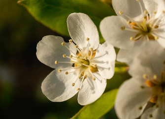 Fotografia de aproximacion de la flor de un peral