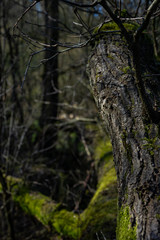 moss on branch close up macro