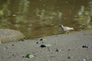 Uccello nel parco nazionale corcovado