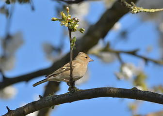 Fototapeta premium Common Chaffinch - fringilla Coelebs - France