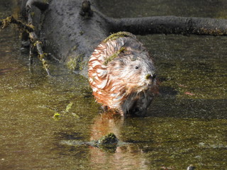 Muskrat in camouflage