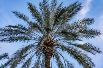 Fototapeta na wymiar palmeraie 