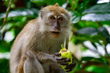 Long tailed macaque while eating fruits and sitting on a tree branch