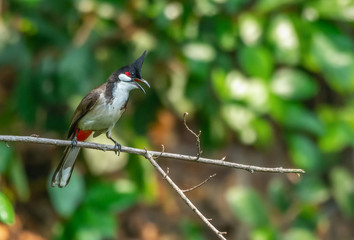 Red Whiskered Bulbul bird (Pycnonotus jocosus) perching on branch in nature background.