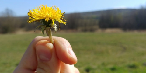 Yellow flower forest background