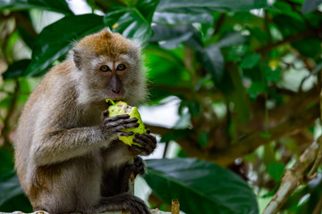 Long tailed macaque while eating fruits and sitting on a tree branch