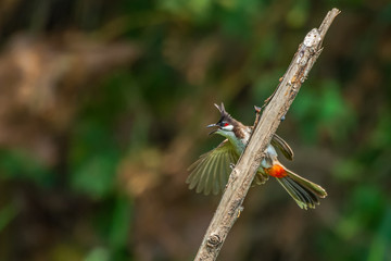 Red Whiskered Bulbul bird (Pycnonotus jocosus) perching on branch in nature background.