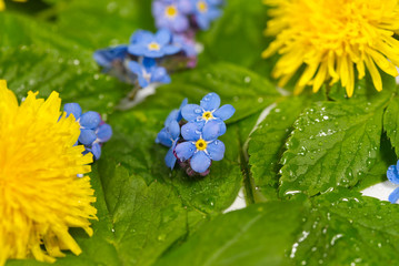 Small blue flowers in the garden.