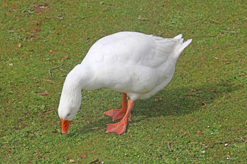 white goose pecking on the green grass