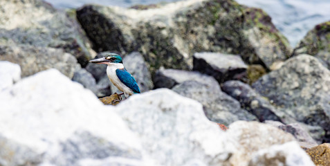 Close up shot of a kingfisher isolated and standing on rocks in a beach