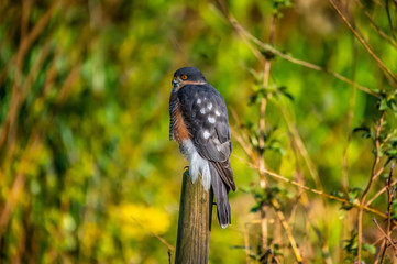 sparrowhawk on a pole