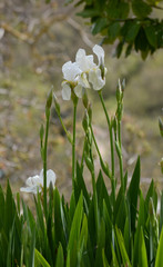 Weiße Iris im Bauerngarten