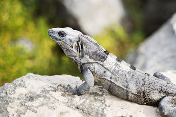 Fototapeta premium Lizard / iguana in Mexico