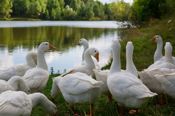 Domestic white geese on the lake. Summer village landscape.