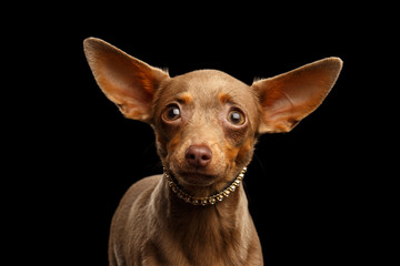 Portrait of Toy Terrier isolated on black background