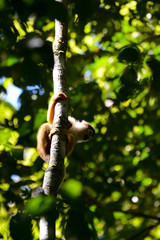 Scimmia appesa all'albero