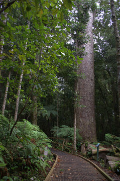 Waipoa Forest, the largest remaining tract of native forest in Northland, New Zealand