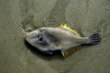 Weird and exotic fish on the sand of a beach in New Zealand