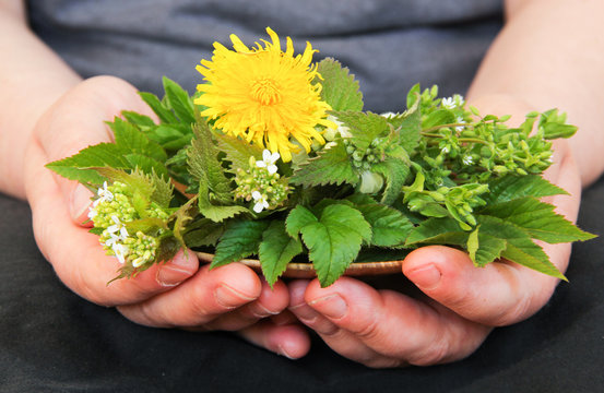 Wildkr&auml;uter Salat Wildkr&auml;utersalat Sammeln H&auml;nde 