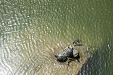 亀の群れ　甲羅干し