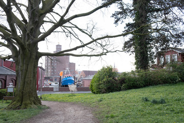 old tree in the port city park