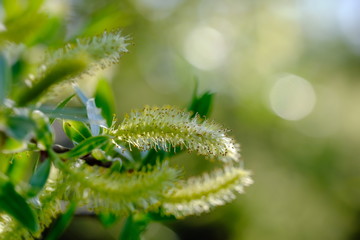 Kätzchen der Silber-Weide