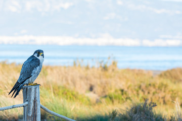 A northern peregrine falcon (Falco peregrinus calidus) in it's environment, in a wetland at the Ebro Delta, in Spain.