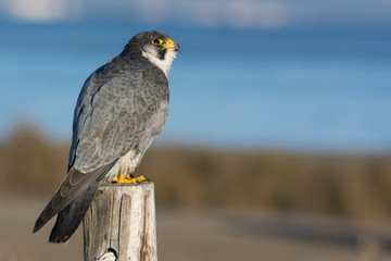 A northern peregrine falcon (Falco peregrinus calidus) in a pole with a rope.