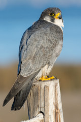 A northern peregrine falcon (Falco peregrinus calidus) in a pole with a rope.