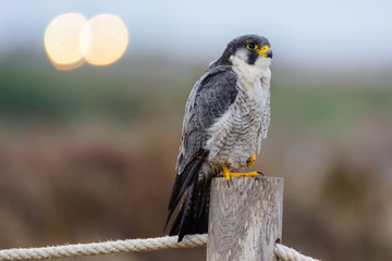 A northern peregrine falcon (Falco peregrinus calidus) in a pole with a rope.