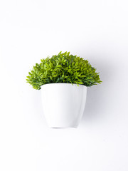 table plant isolated stock images.