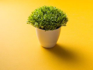 table plant isolated stock images.