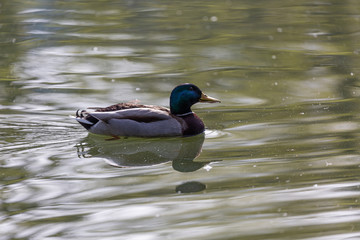 Duck swimming in the lake