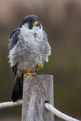 A northern peregrine falcon (Falco peregrinus calidus) in a pole with a rope.