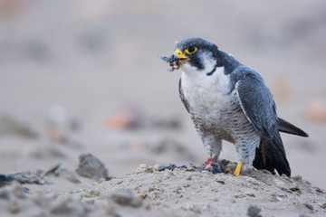 A northern peregrine falcon (Falco peregrinus) with feathers in the beak and a prey, a robin...