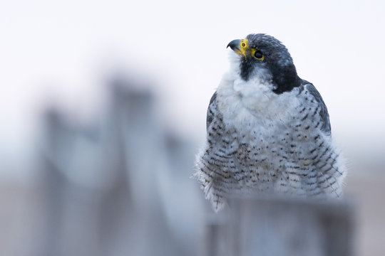 A Northern Peregrine Falcon (Falco Peregrinus Calidus) In A Pole With A Rope.