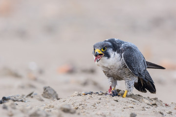 Fototapeta premium A northern peregrine falcon (Falco peregrinus) with feathers in the beak and a prey, a robin (Erithacus rubecula) that just caught in the morning. 