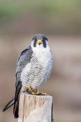 A close up portrait of a wild nordic peregrine falcon (Falco peregrinus calidus)