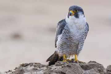 A nordic peregrine falcon (Falco peregrinus calidus) in the ground and taking care of his plumage.