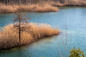 View from a cliff on a forest lake with banks overgrown with last year's reeds and pine tops in the...