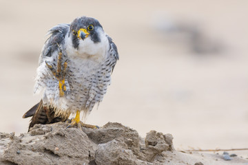 A nordic peregrine falcon (Falco peregrinus calidus) in the ground and taking care of his plumage.