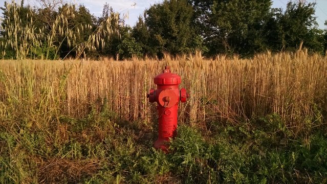 idrante in un campo di grano al tramonto