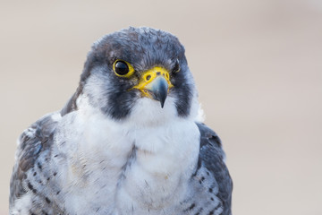 A close up portrait of a wild nordic peregrine falcon (Falco peregrinus calidus)
