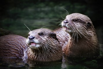 otter couple in a natural environment